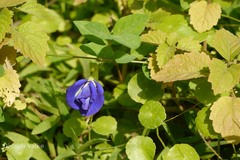 Clitoria ternatea